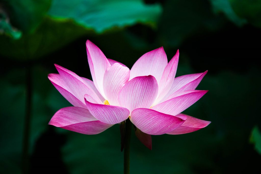 Lotus flower 978659 1