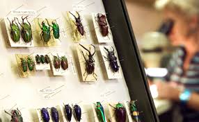 Take a virtual tour to see 12 million Australian insect specimens