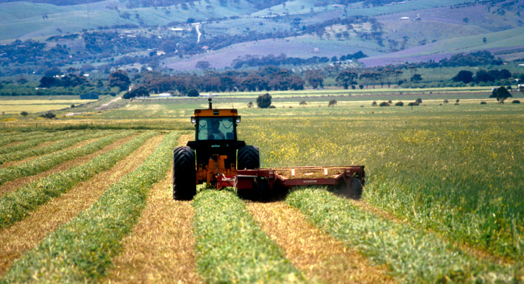 Cutting hay at Aldinga, south of Adelaide in South Australia. 1992.