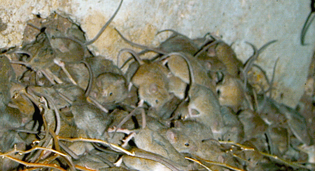 CSIRO ScienceImage 3790 Mouse plague 4