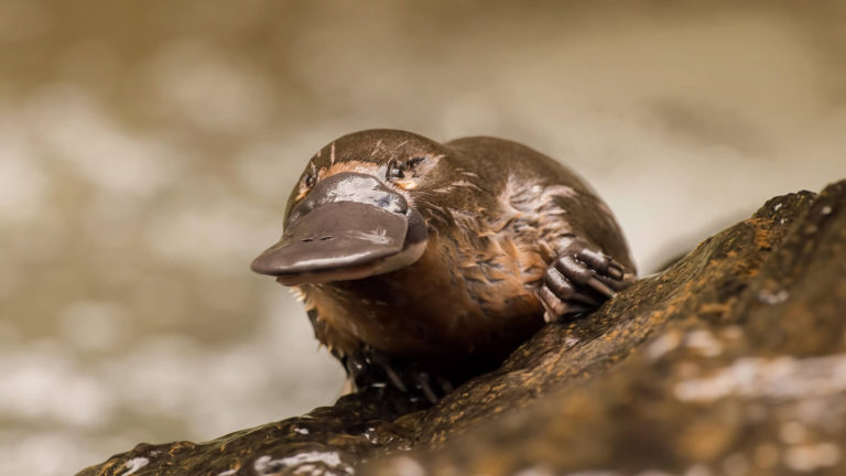 Australia to build the world’s first platypus sanctuary