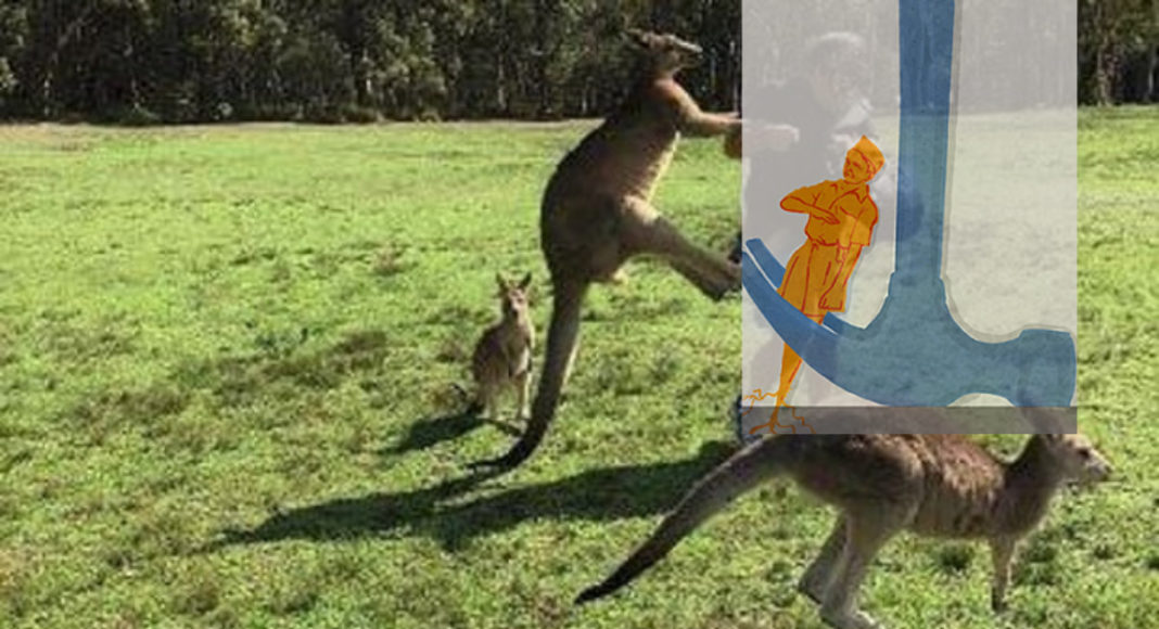 Kangaroo kicking; Photograph: Facebook/Kroosn Shuttle Service Pty Ltd
