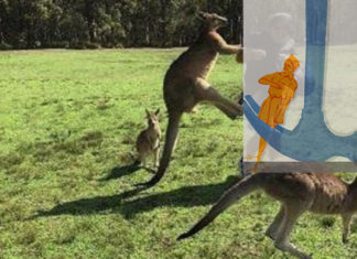 Kangaroo kicking; Photograph: Facebook/Kroosn Shuttle Service Pty Ltd