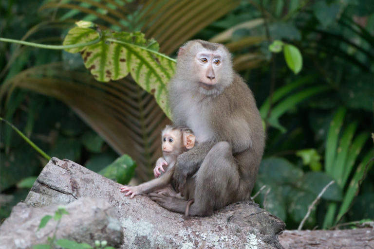 Scientists discover a new species of monkey in India