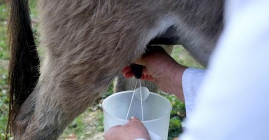 Donkey's milk