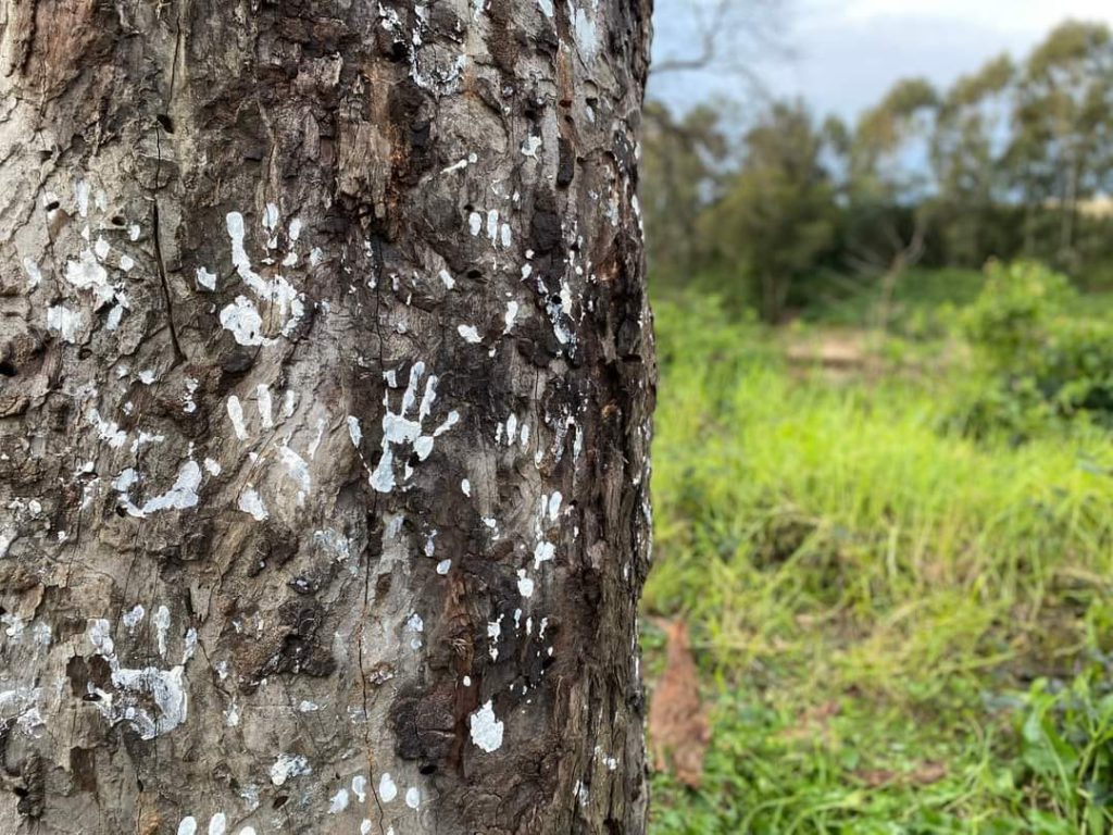 286252494 3184057841921168 3593079571033820262 n 1 11