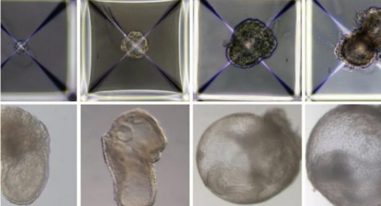 World’s first ‘synthetic embryo’: why this research is more important than you think