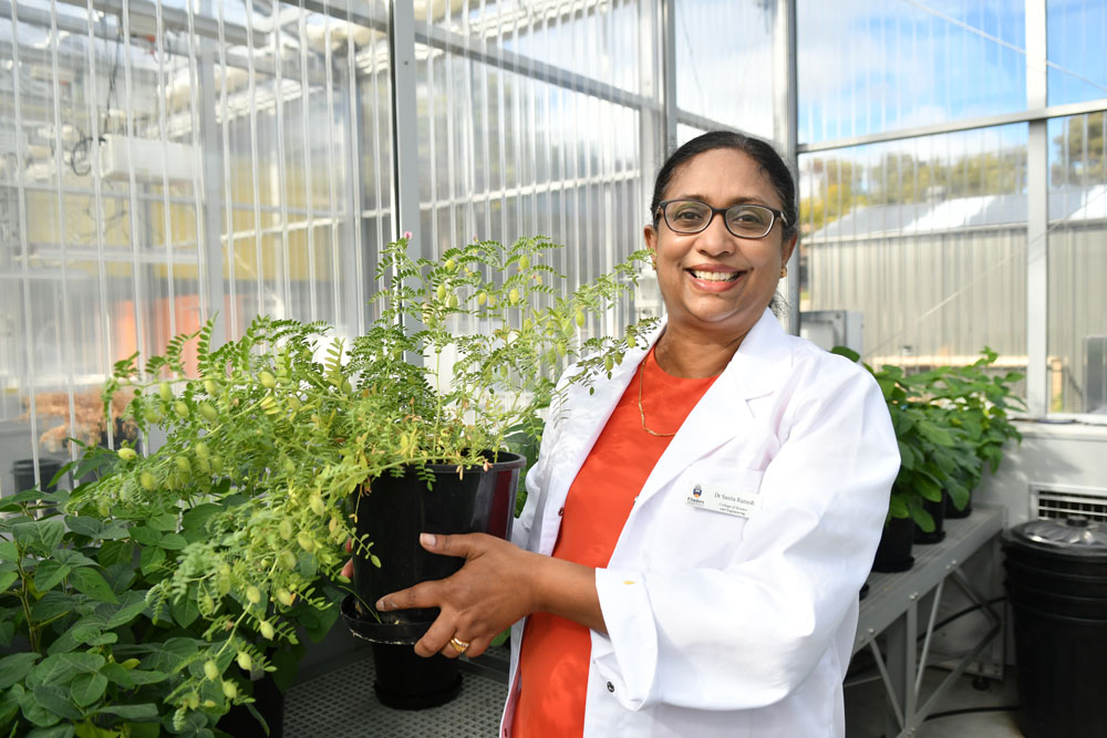 aic selectin chickpe cultivars for growth and symbiotic performance under drought 4