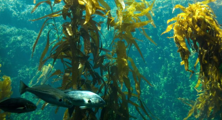 Ever heard of Australia’s ocean forest that is twice the size of India?