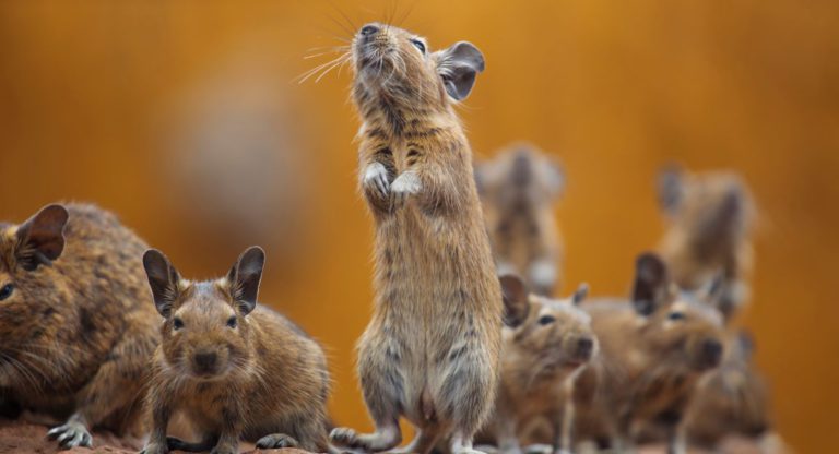 How did rodents colonise Australia 8 million years ago?