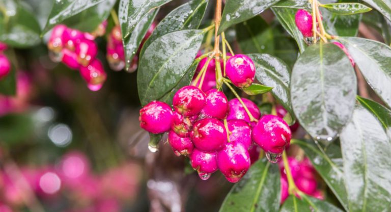 Should lillipilly be made an Australian icon?