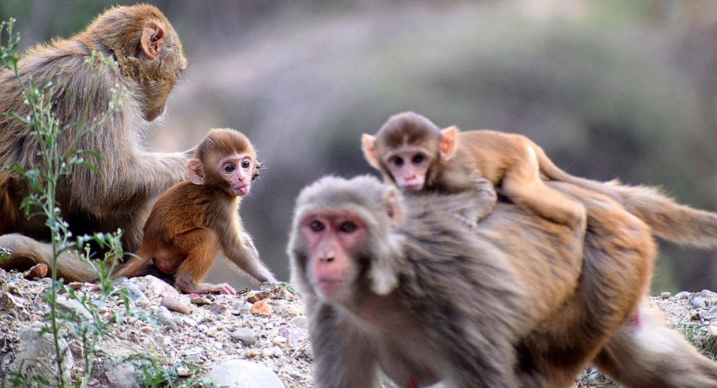 Do you know monkeys’ brains are wired to read body language? 2 Premier 1 17 1
