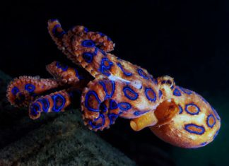 Do you know what is more potent than cyanide?