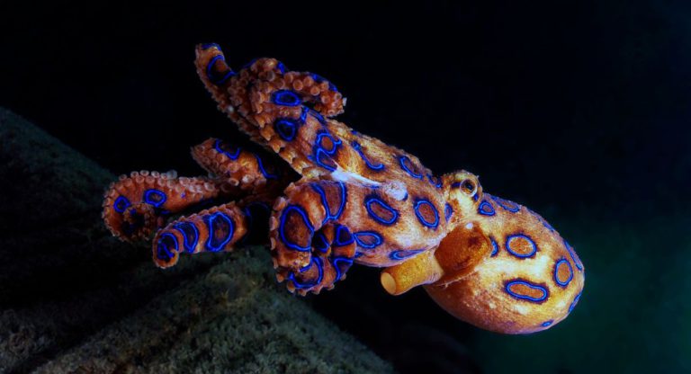 Do you know what is more potent than cyanide? 