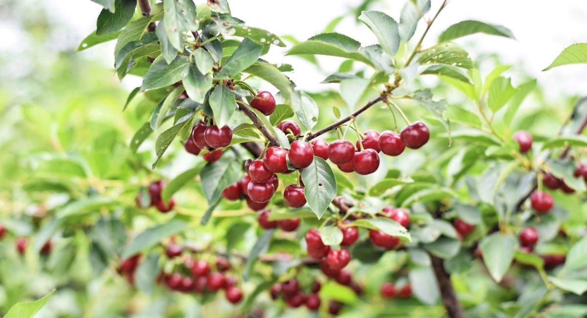 Australian cherry industry sets 40 per cent production export target