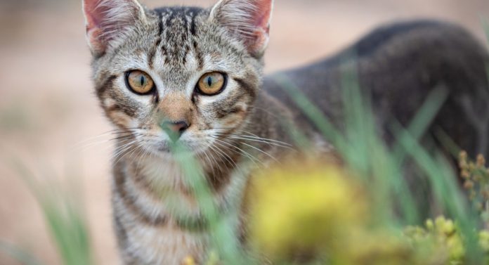 Image: cat (Source: CANVA)