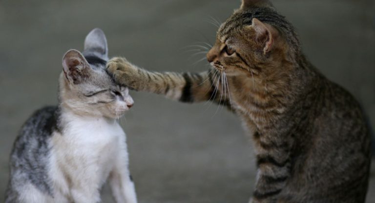 Are your cats fighting or playing?