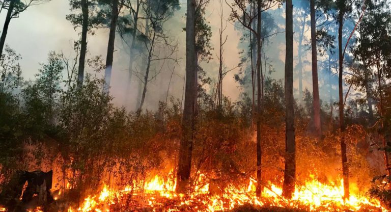 Six lessons to heed from Black Summer bushfires