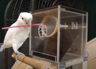 Meet the parrots that carry toolkit around to complete tasks
