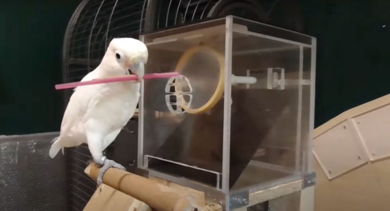 Meet the parrots that carry toolkit around to complete tasks