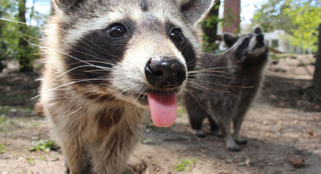 Image: Racoon dog (Source: CANVA)