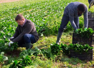 Surprise inspection at twenty Australian farms for underpayments to migrant workers