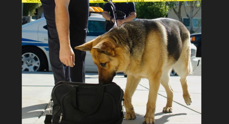 Tasmanian man charged with allegedly trafficking drugs on domestic flight