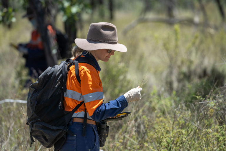 New Research shows healthy black-throated finch populations at the Carmichael mine