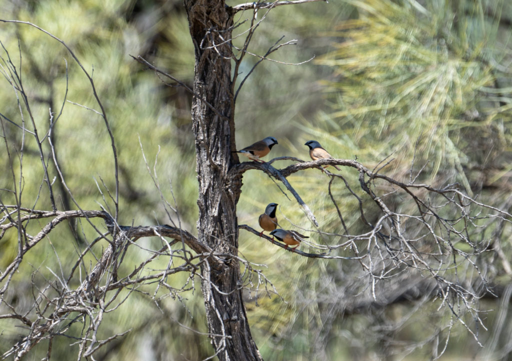 Black-throated Finches on Bravus Mining and Resources’ Carmichael Mining Lease at Carmichael Coal Mine, QLD - Photo: Cameron Laird