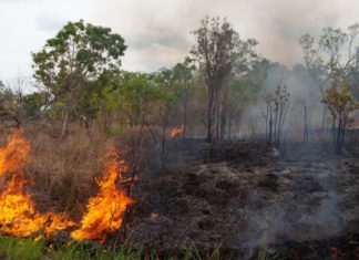 Did you know Indigenous burning helped suppress bushfires 10,000 years ago?