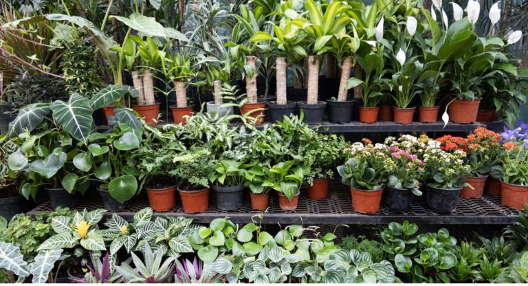 Program to plant 20 million trees prioritised cost-saving over gains for nature, research finds