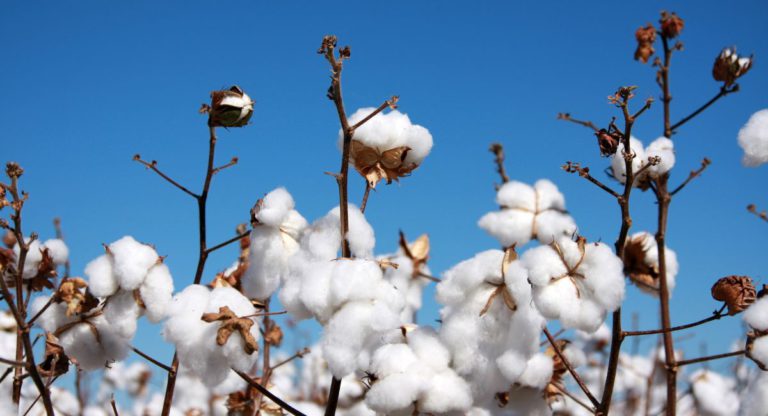 India imports record 51,000 tonnes of Australian cotton duty-free under AIECTA