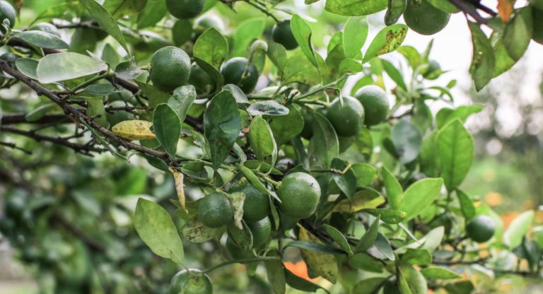 How did Indian lemons end up in Australia?