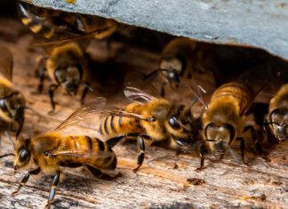 What should you do if bees colonise the walls of your house?