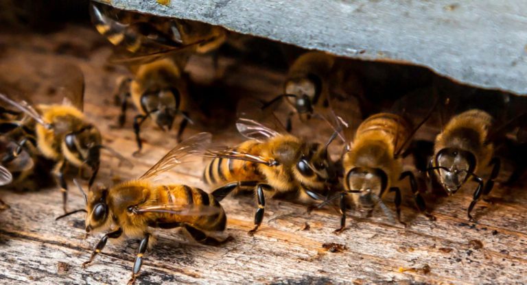 What should you do if bees colonise the walls of your house?