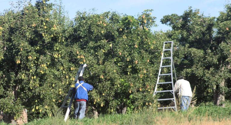 Surprise inspections on 20 farms to curb potential visa worker underpayments and exploitation