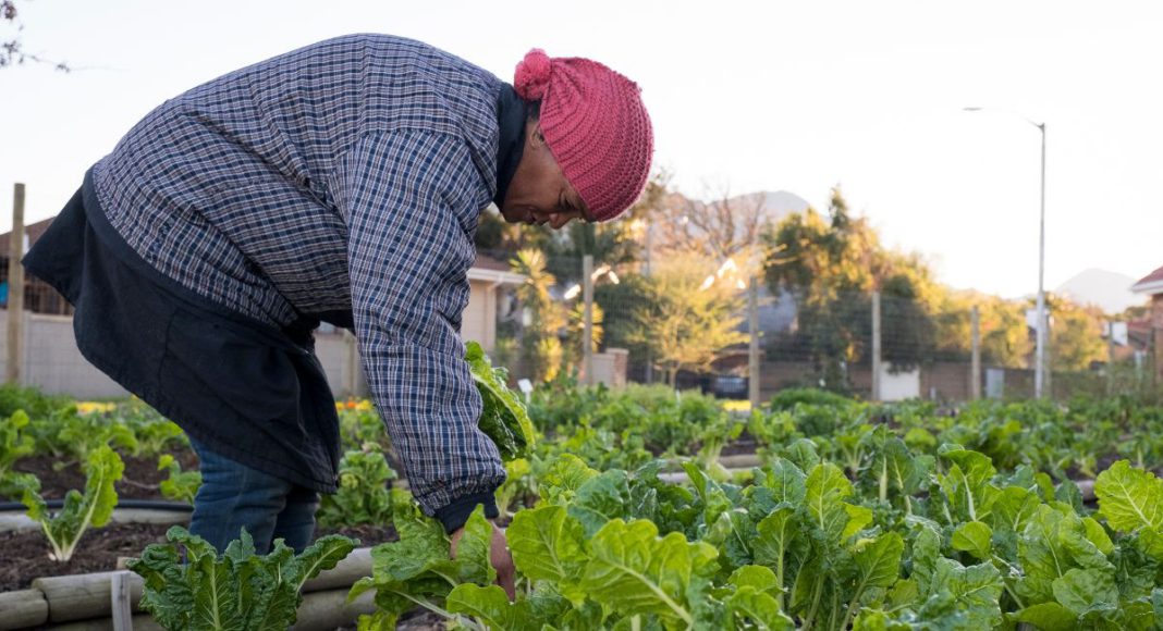 Representative image: Farm worker (Source: CANVA)
