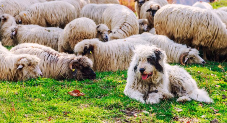 The ancient practice of livestock guardian dogs is highly successful on Australian farms today