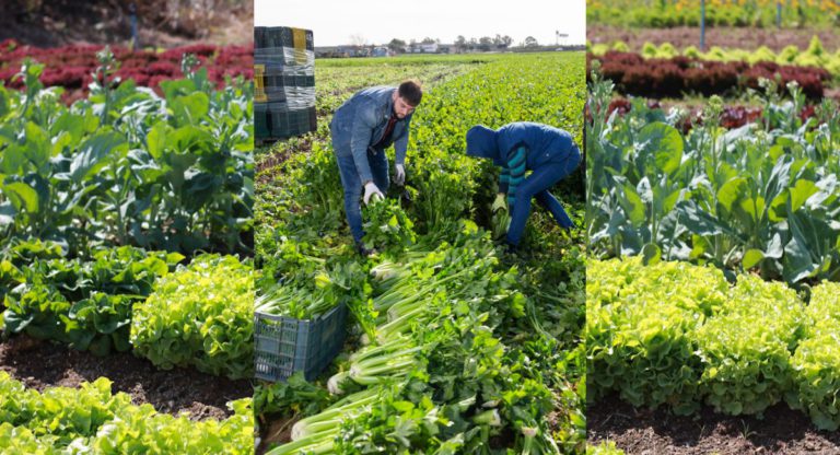 Non-English speaking migrants allegedly  underpaid more than $91000 in Victoria