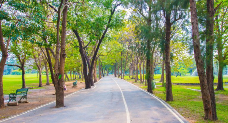 We need urban trees more than ever