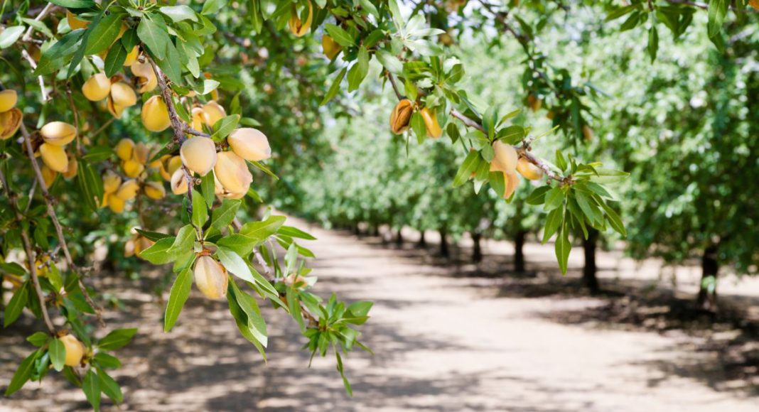 Representative image: Almond farm (Source: CANVA)