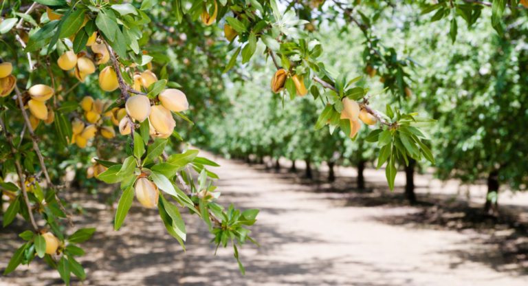 Australia’s largest almond grower allegedly back-paid staff $500,000 