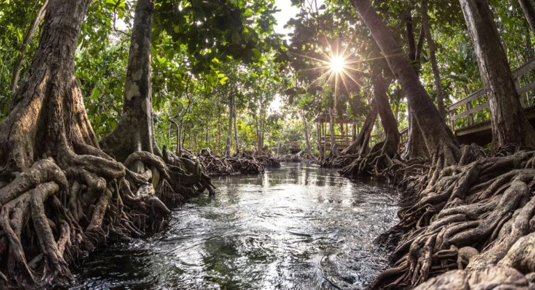 If we protect mangroves, we protect our fisheries, our towns and ourselves