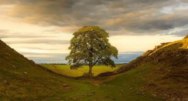 Why it feels so bad to lose iconic trees