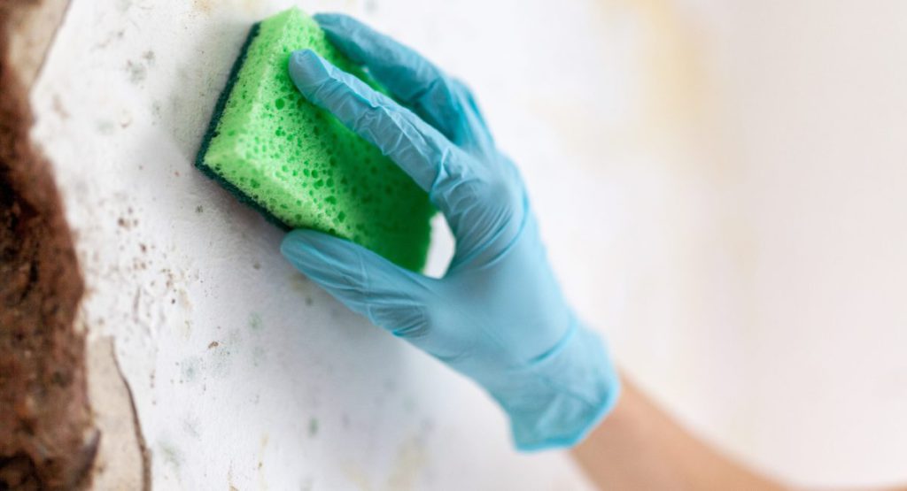 Mould; Image Source @Canva