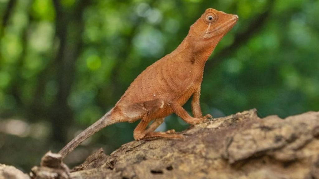 New species of Kangaroo Lizard discovered in India 6 Indian PM Narendra Modi meets with PM of Greece Kyriakos Mitsotakis Image Source Press Information Bureau India 5 6