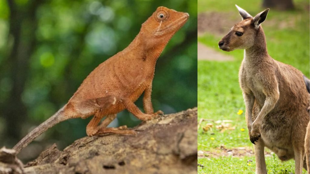 Indian PM Narendra Modi meets with PM of Greece Kyriakos Mitsotakis Image Source Press Information Bureau India 6 1