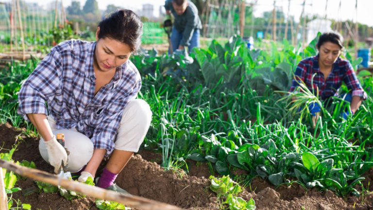Shepparton farms checked for alleged migrant underpayments