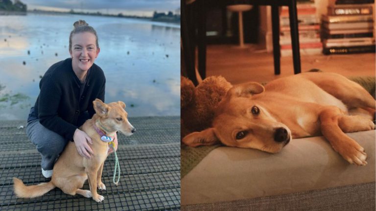 Jalebi’s journey from the streets of Patiala to luxury living in Melbourne