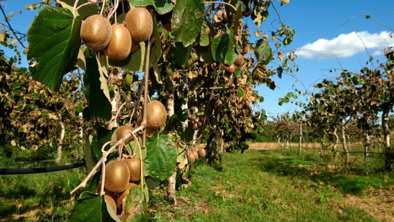 Employers win, Pacific workers lose with policy change